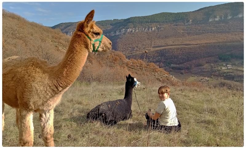 Les alpagas de millau