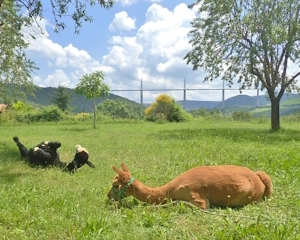 alpagas%20couche300x240