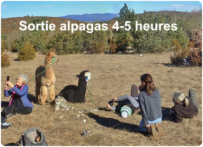 Sortie alpagas 4 à 5 heures