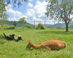 Les alpagas faces au viaduc de millau