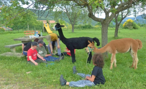 médiation animale avec des alpagas