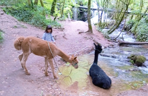 bien-être ressourcement atypique médiation animale enfant-alpagas