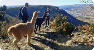 Plus petit que des lamas