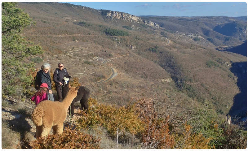 Balade alpagas gorges de la Dourbie