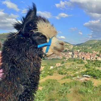 Alpaga Vallée du Tarn