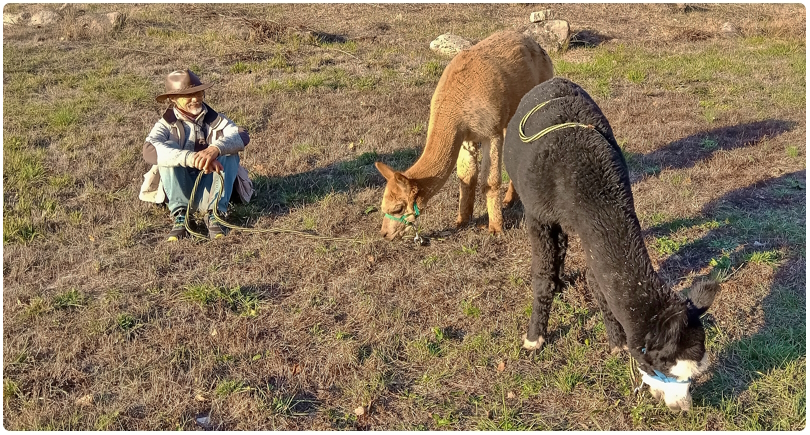 promenade avec des alpagas